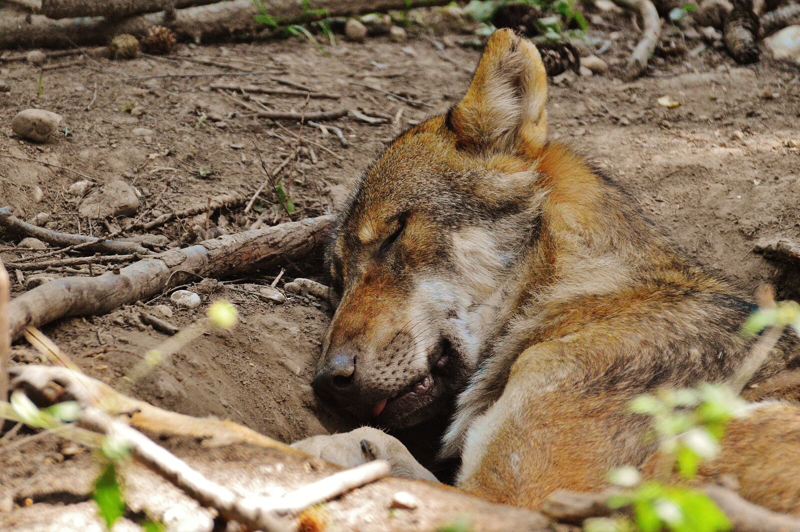 Nikon D3200 sample photo. Wolf, sleeping, relaxed photography