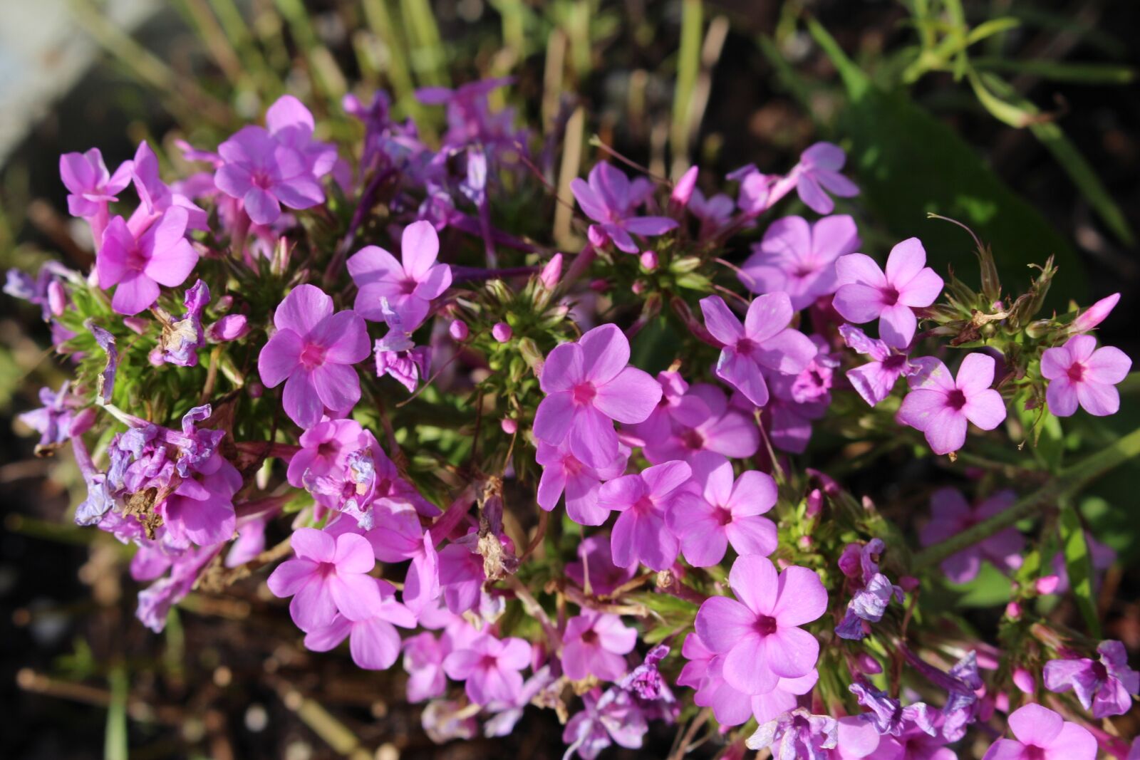 Canon EOS 700D (EOS Rebel T5i / EOS Kiss X7i) sample photo. Flowers, garden, pink photography