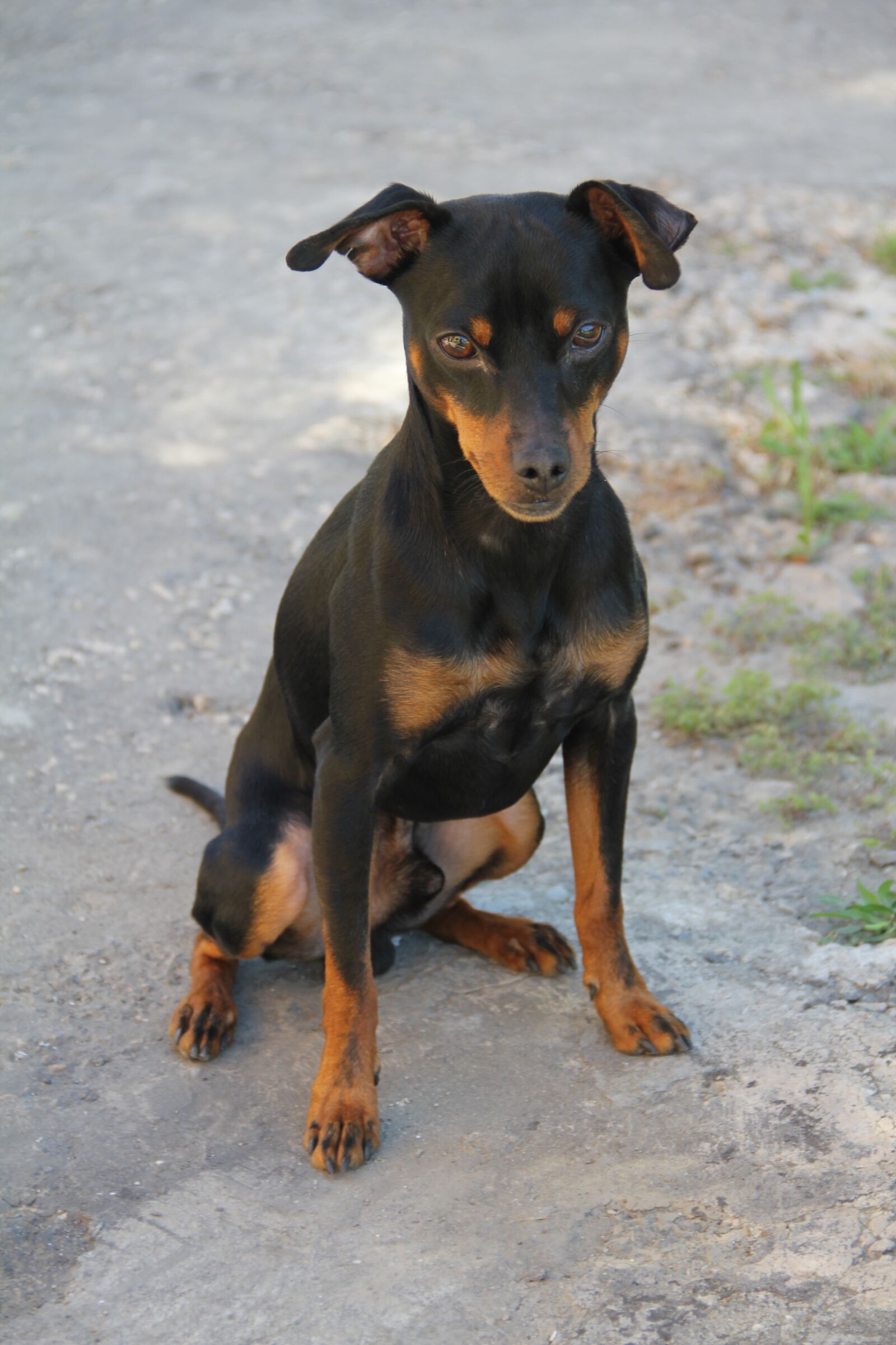 Canon EOS 60D sample photo. Portrait, pet, canidae photography