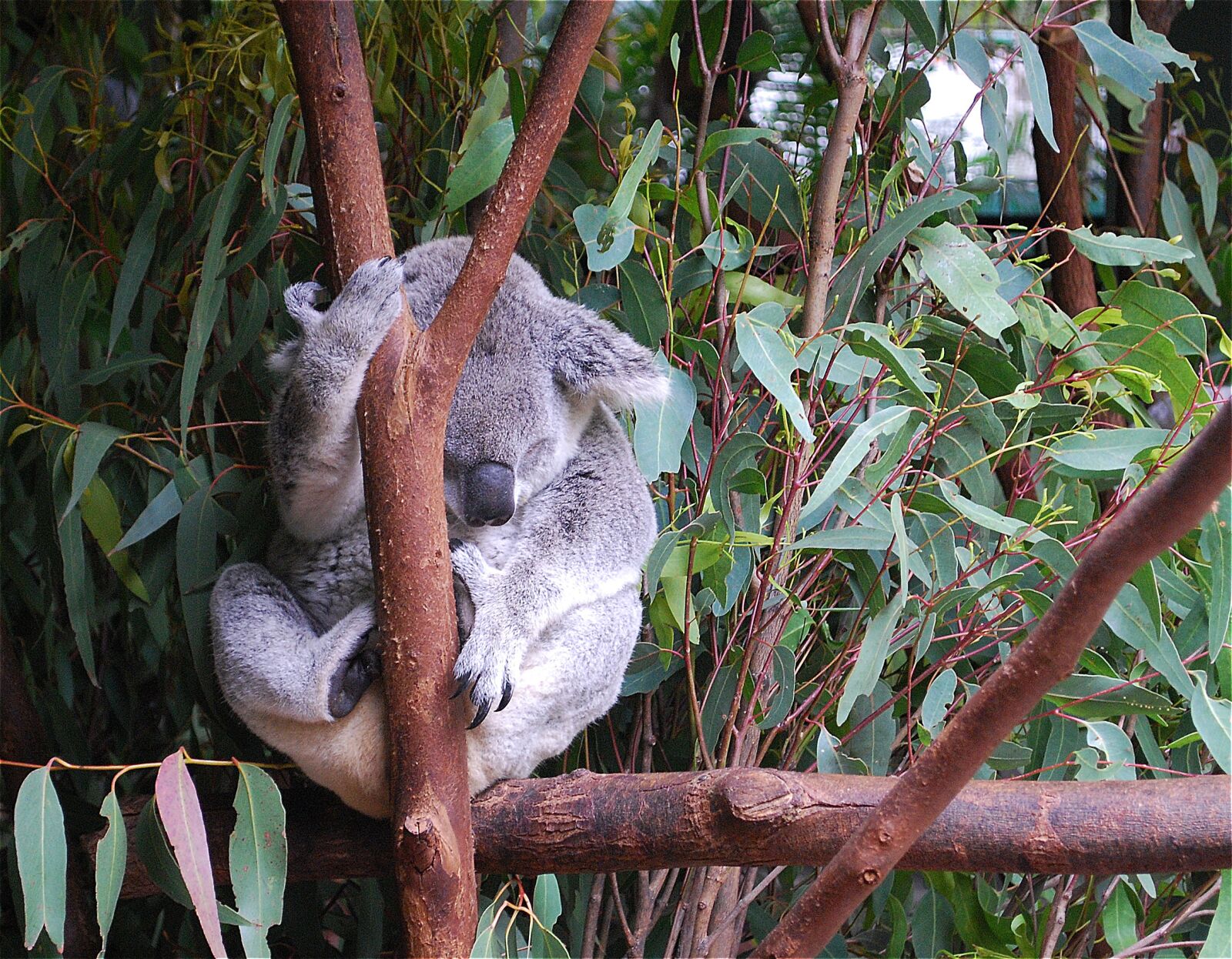 Nikon D60 sample photo. Koala, bear, animal photography