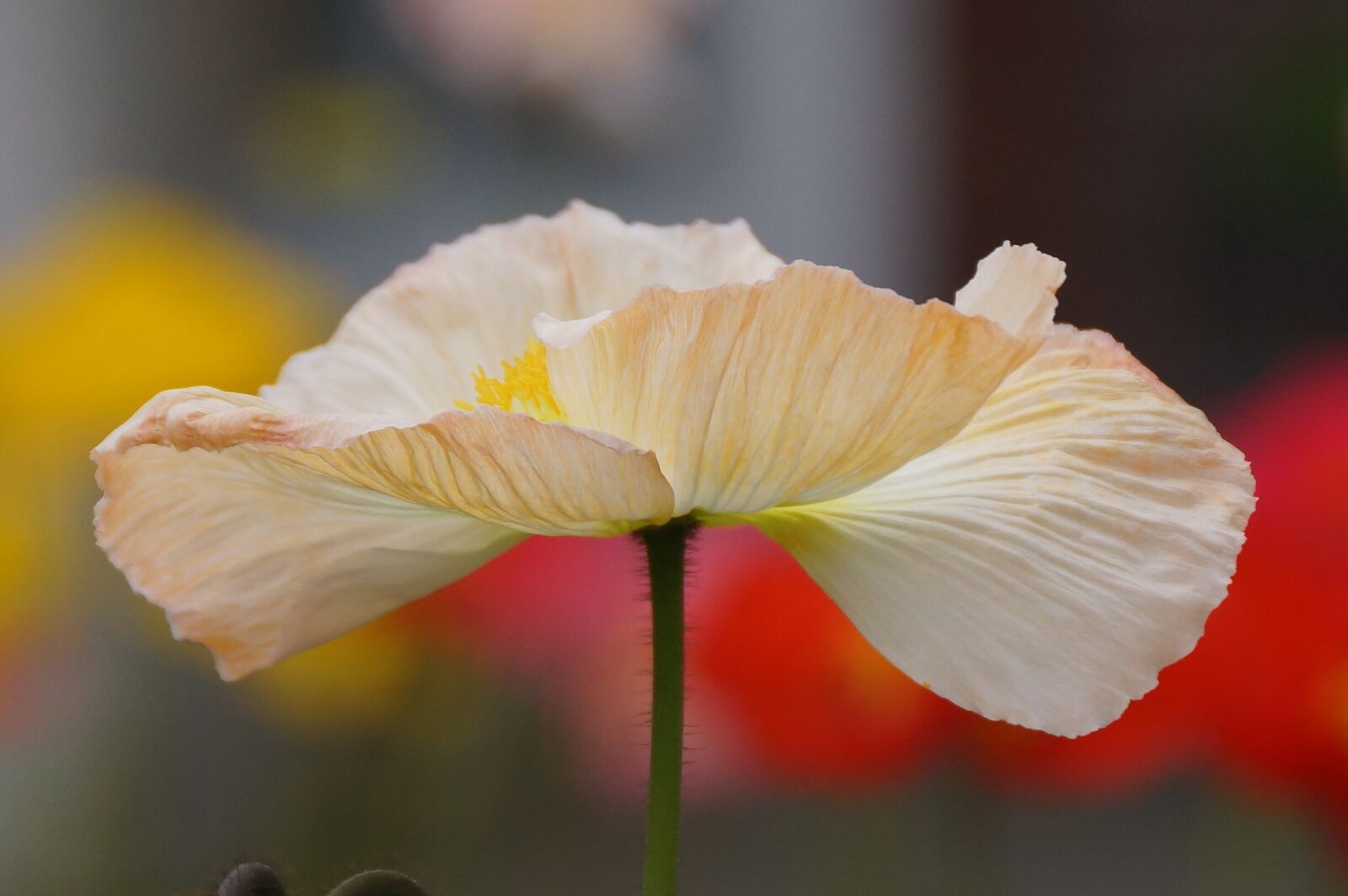 Sony SLT-A77 + Sony DT 18-250mm F3.5-6.3 sample photo. White, poppy, flower photography