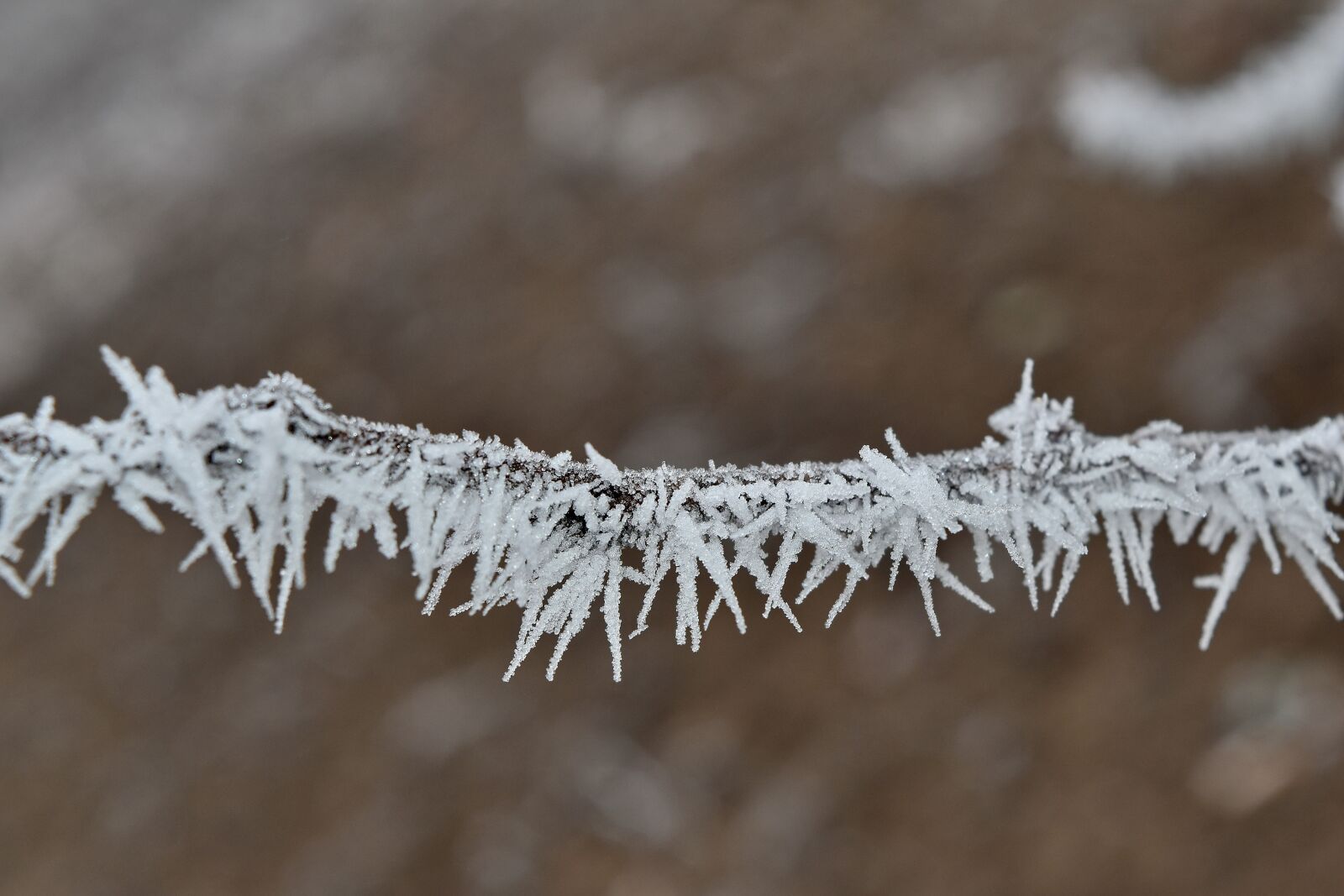 Nikon D5500 sample photo. Branch, cold, freeze, frost photography