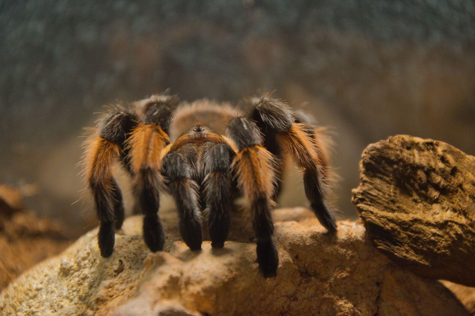 Nikon D5300 sample photo. Animal, tarantula, creepy photography