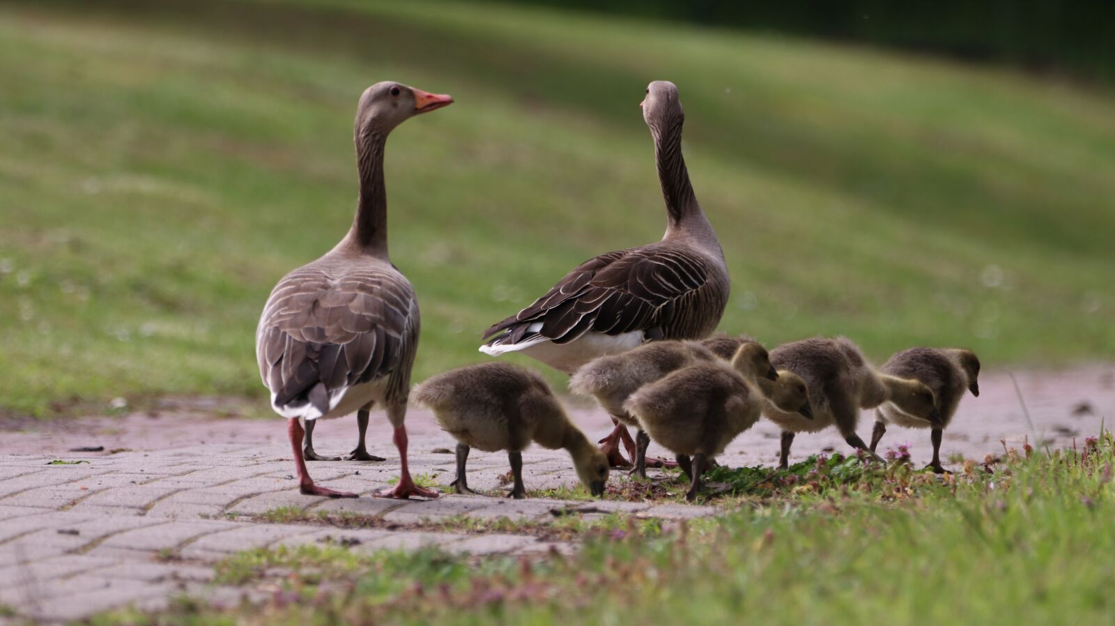 150-600mm F5-6.3 DG OS HSM | Contemporary 015 sample photo. Geese, chicks, spring photography