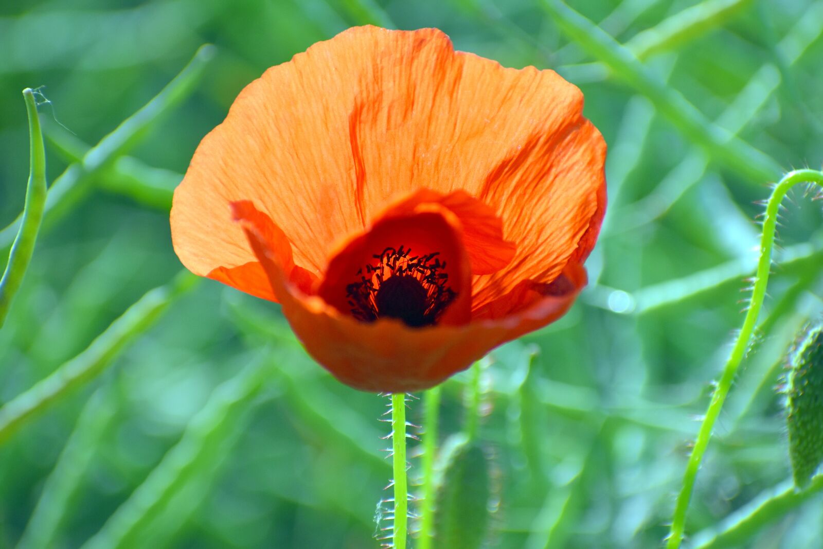 Nikon D3500 sample photo. Poppy, klatschmohn, poppies photography