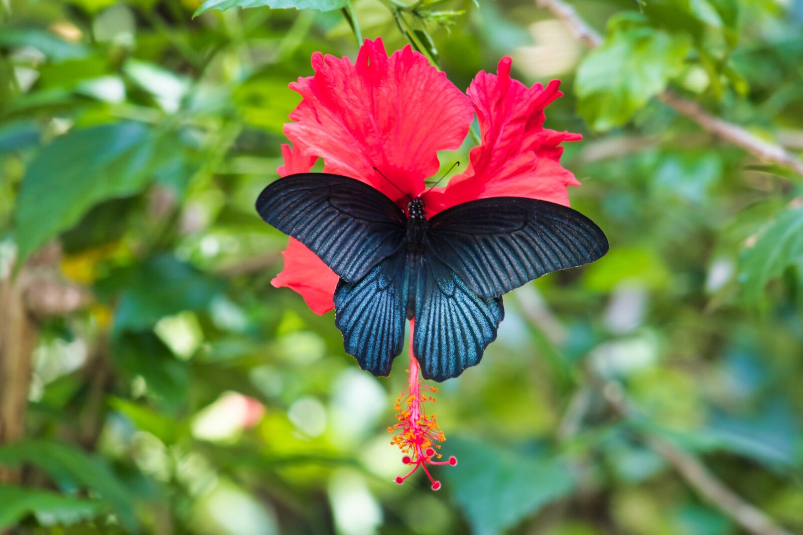 Canon PowerShot G3 X sample photo. Butterfly, black, thailand photography