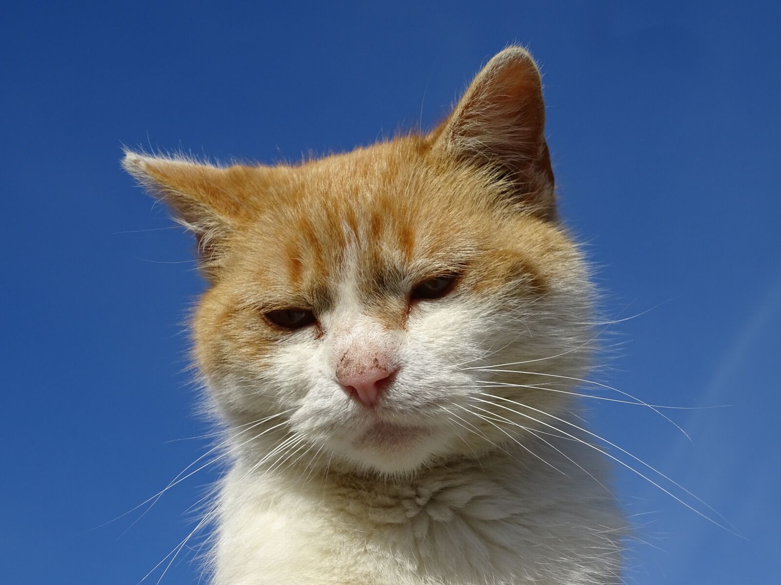 Sony Cyber-shot DSC-HX400V sample photo. Cat, animal, pet photography