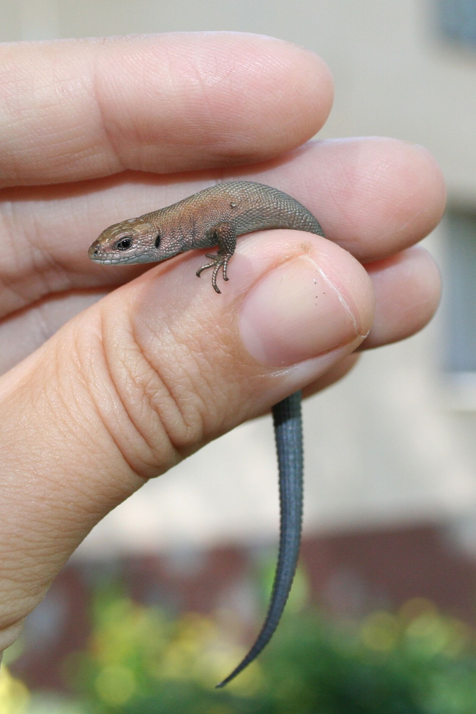 Canon EOS 350D (EOS Digital Rebel XT / EOS Kiss Digital N) sample photo. Lizard, hand, russia photography