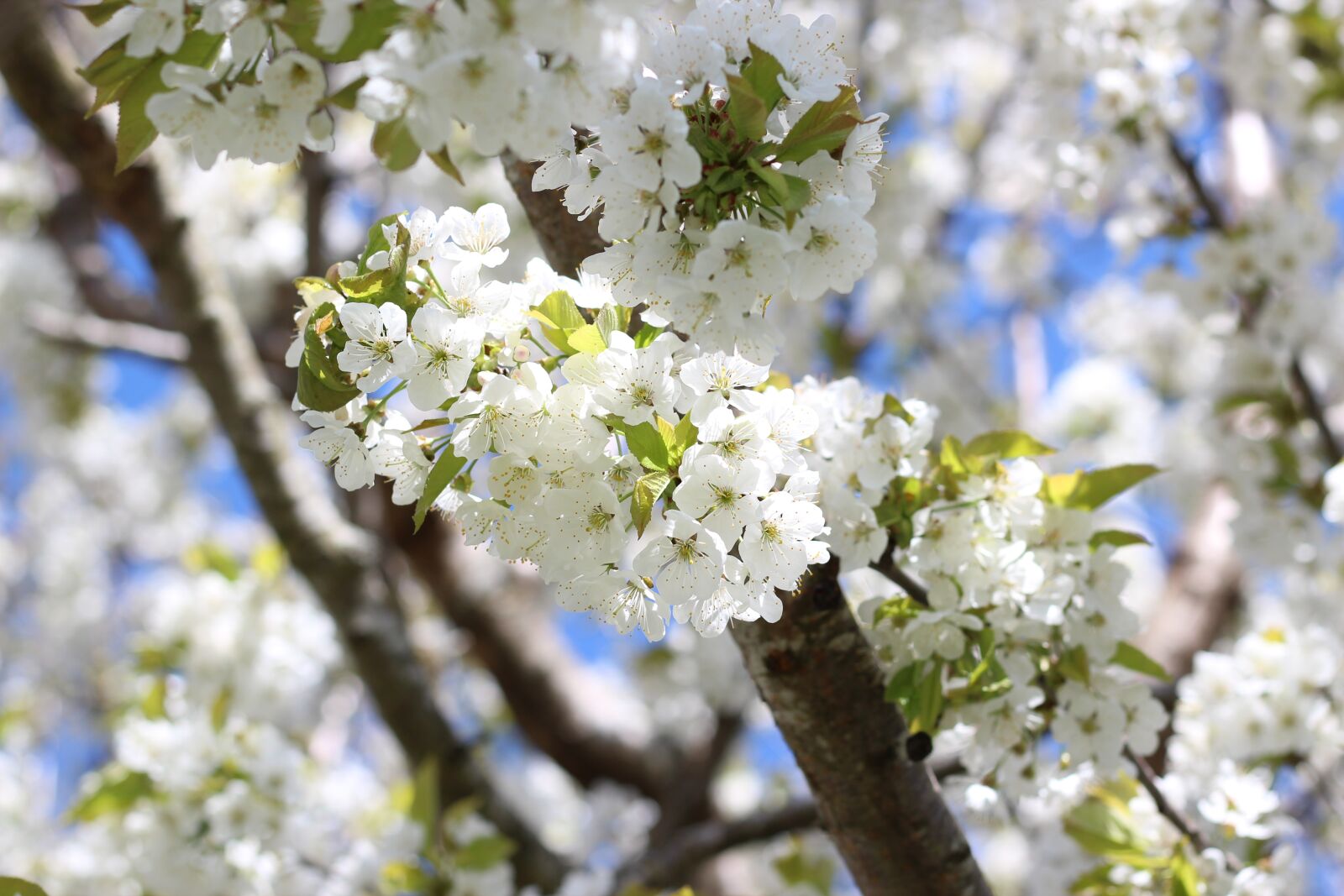 Canon EOS 600D (Rebel EOS T3i / EOS Kiss X5) + Canon EF 50mm F1.8 STM sample photo. Blossom, bloom, cherry blossom photography