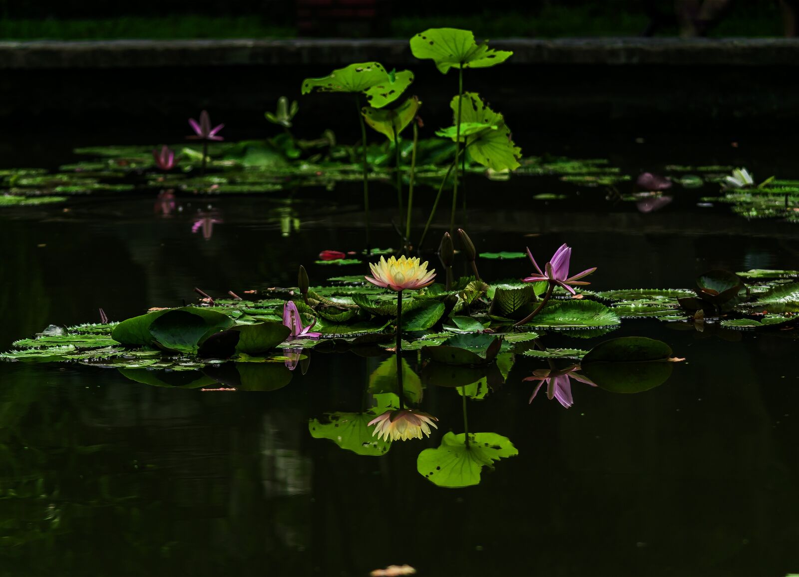 Nikon D3300 sample photo. Gun cotton well, the photography