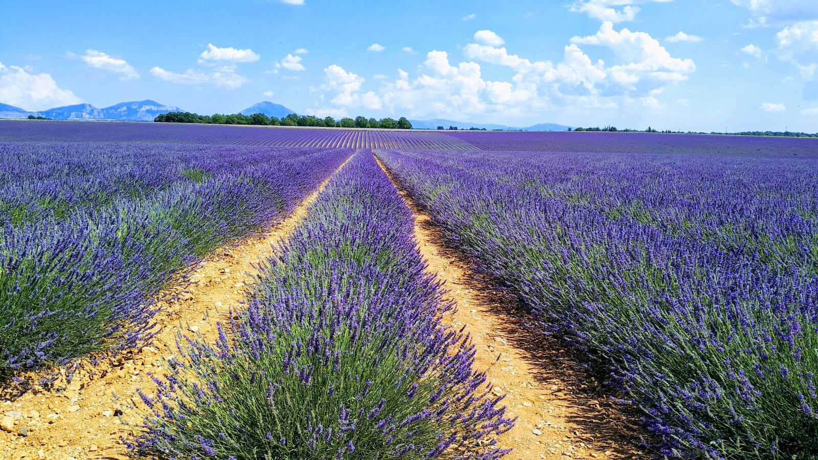 Xiaomi Mi A1 sample photo. Lavender, fleure, bee photography