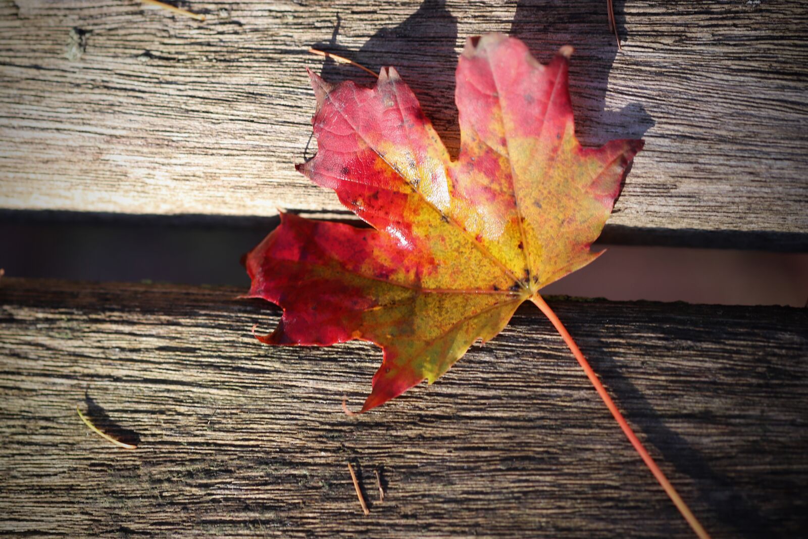 Canon EOS 800D (EOS Rebel T7i / EOS Kiss X9i) sample photo. Maple, maple leaf, autumn photography