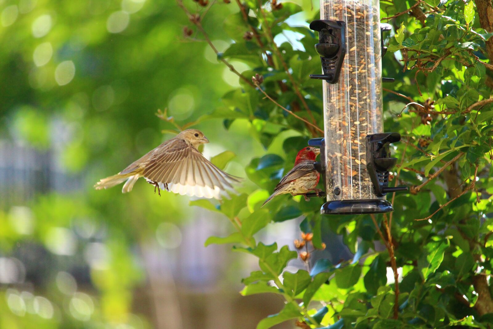 Canon EOS 700D (EOS Rebel T5i / EOS Kiss X7i) sample photo. Birds, feeding, feeder photography
