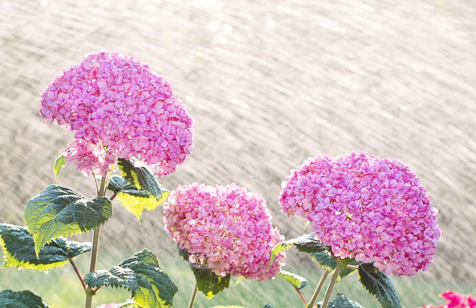 Canon EF 50mm F1.4 USM sample photo. Hydrangeas, watering, sprinkling photography