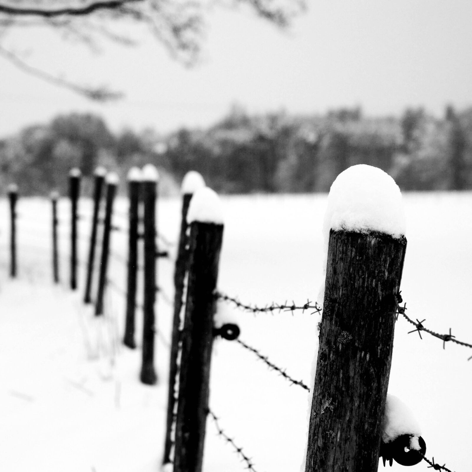 Fujifilm FinePix S5 Pro sample photo. Winter, fence, sw photography