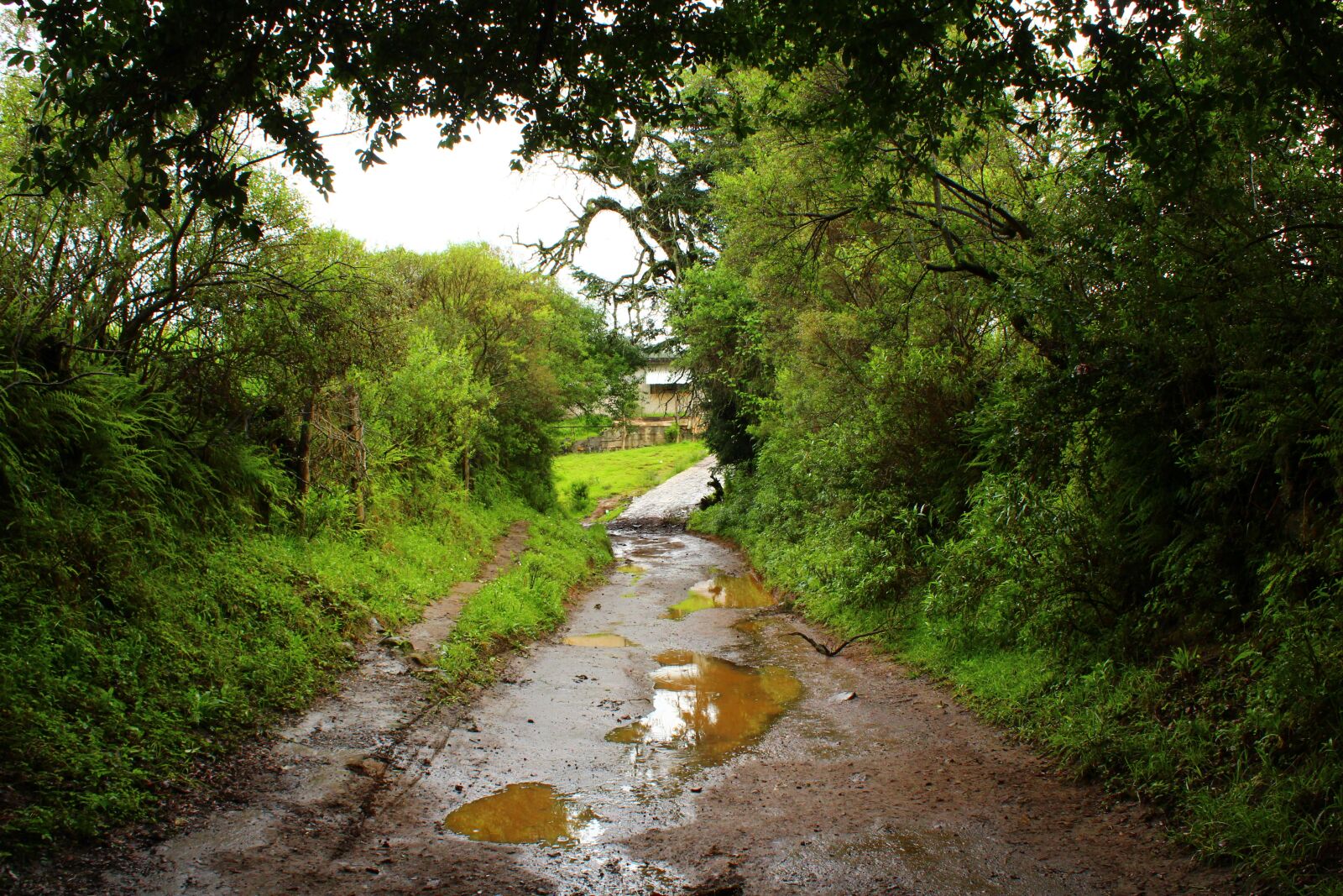 Canon EOS 1300D (EOS Rebel T6 / EOS Kiss X80) sample photo. Nature, green, mud photography