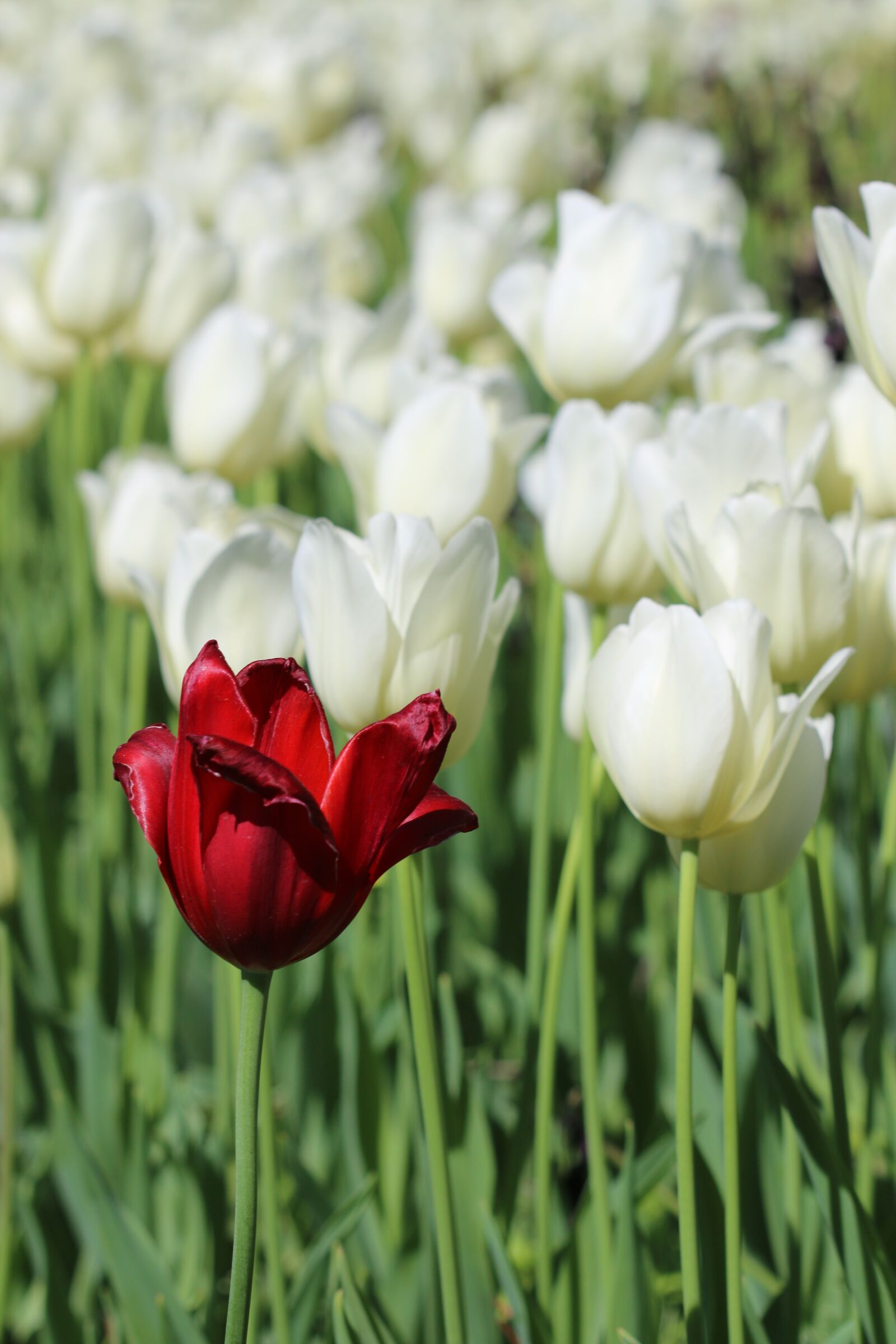 Canon EOS 70D + Canon EF 100mm F2.8 Macro USM sample photo. Tulips, white, pink photography