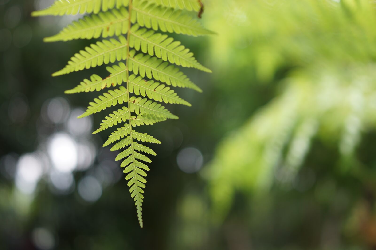 Sony Cyber-shot DSC-RX1R sample photo. Fern, tender, natural photography