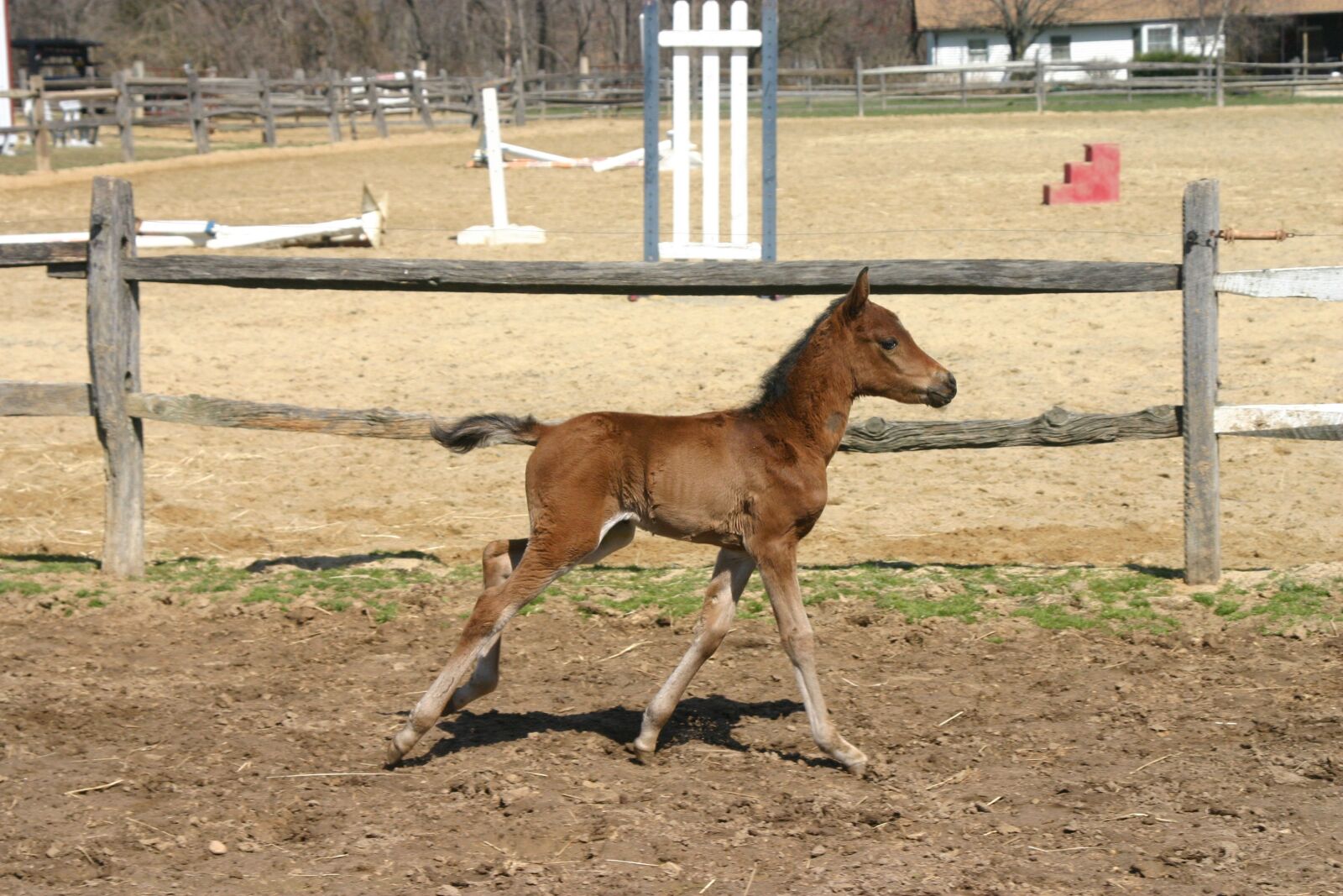 Canon EOS 300D (EOS Digital Rebel / EOS Kiss Digital) sample photo. Foal, horse, animal photography