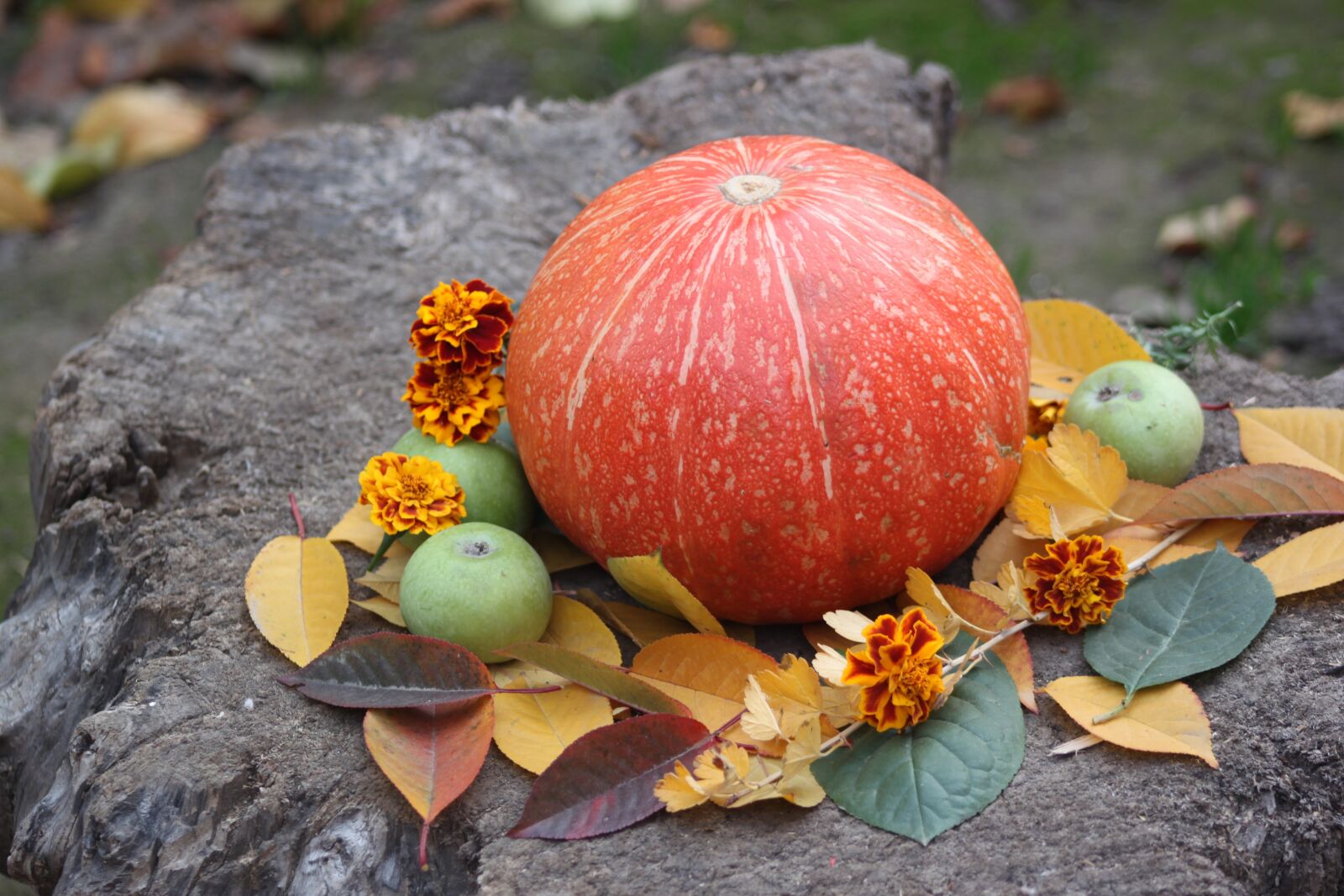 Canon EOS 500D (EOS Rebel T1i / EOS Kiss X3) sample photo. Pumpkin, autumn, vegetable photography