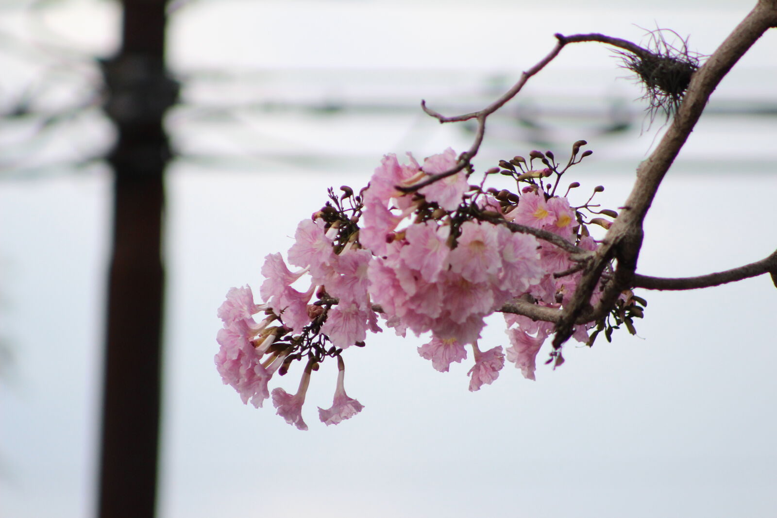 Canon EF 75-300mm f/4-5.6 sample photo. Blossoms, bunches, of, flowers photography