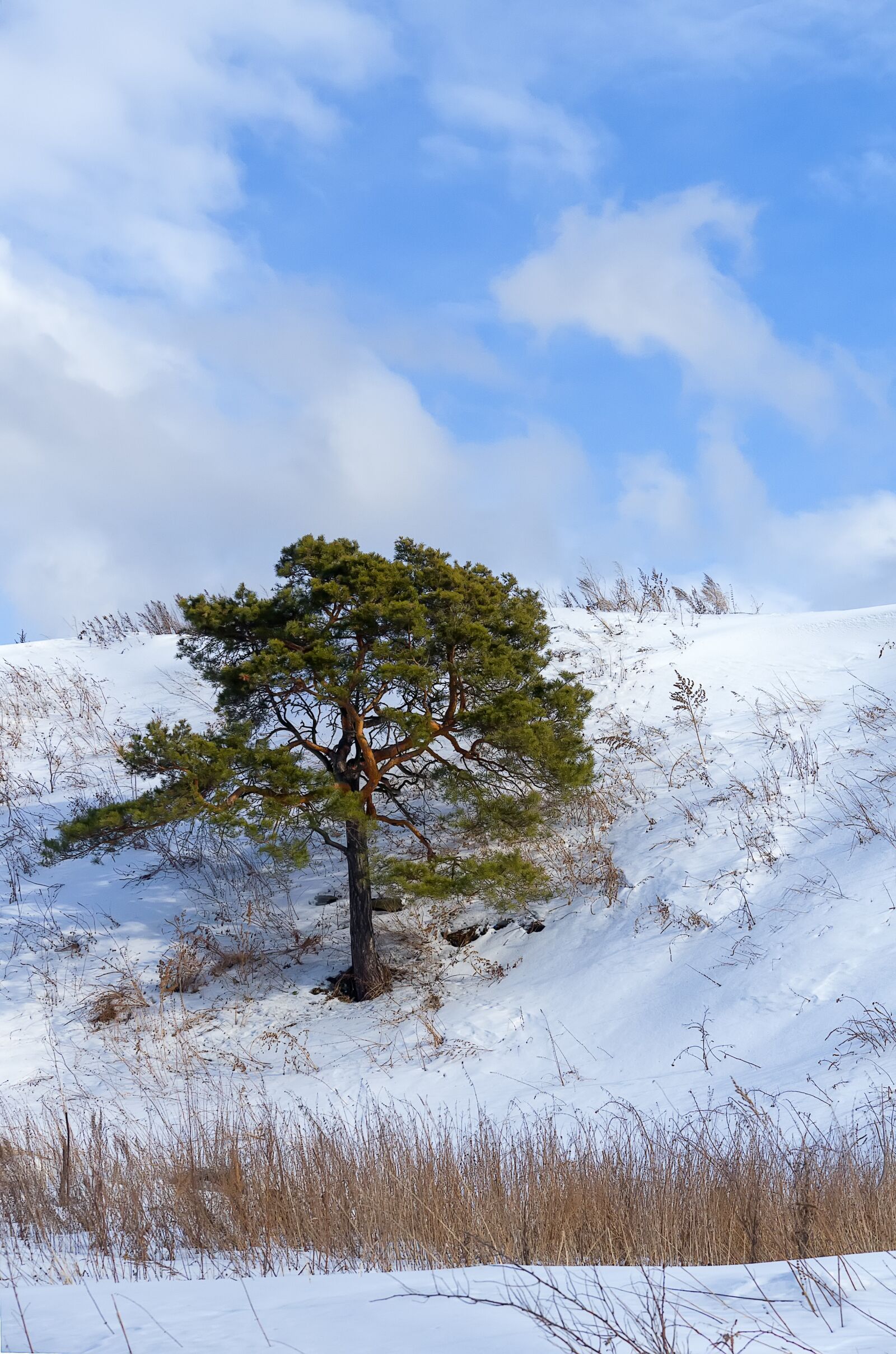 Pentax K-500 sample photo. Pine, winter, snow photography