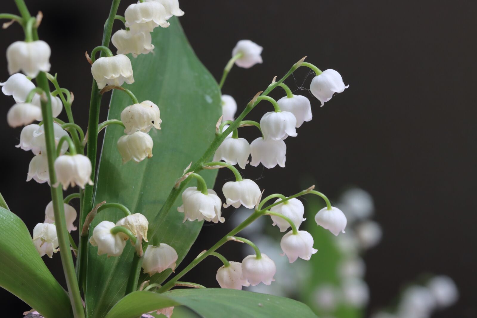 Canon EOS 90D sample photo. Thrush, flower, white photography