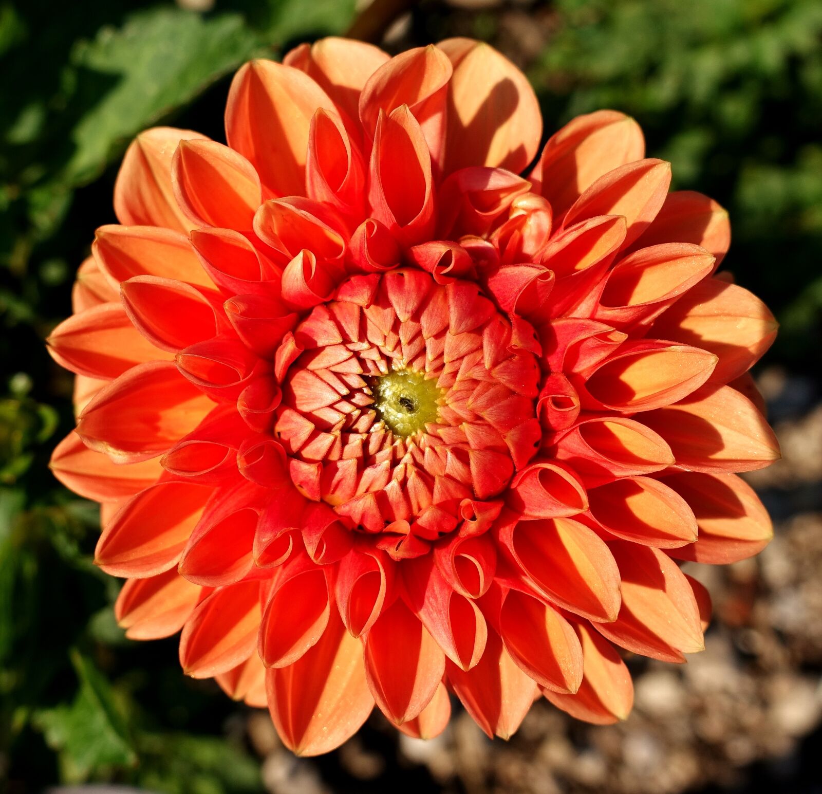Sony DSC-RX100M5 sample photo. Dahlia, plant, flower photography