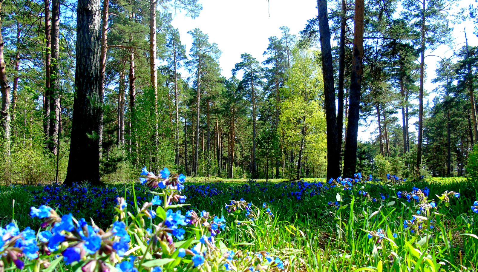 Sony Cyber-shot DSC-H400 sample photo. Forest, flowers, taiga photography