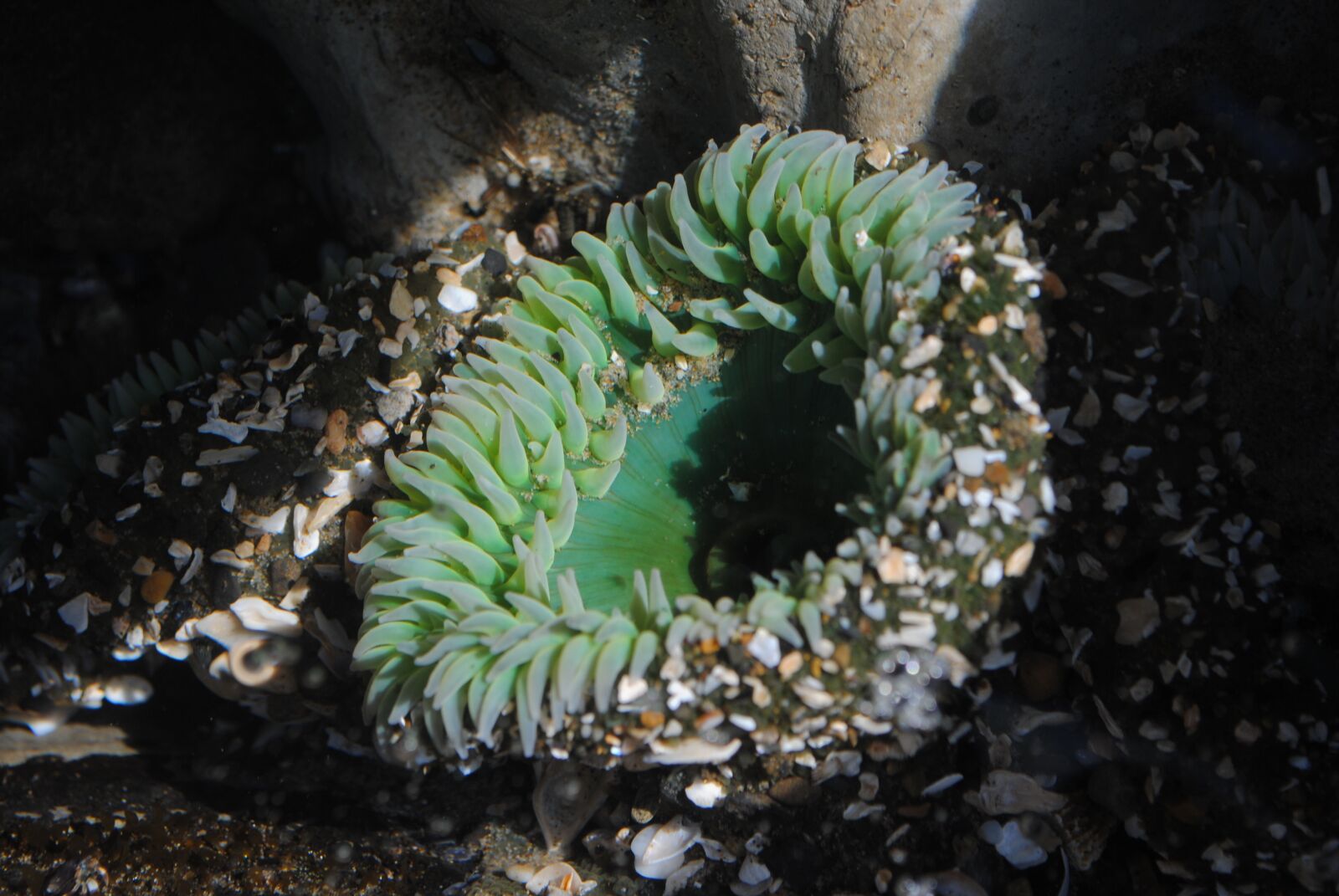 Nikon D3000 sample photo. Anemone, ocean, sea photography