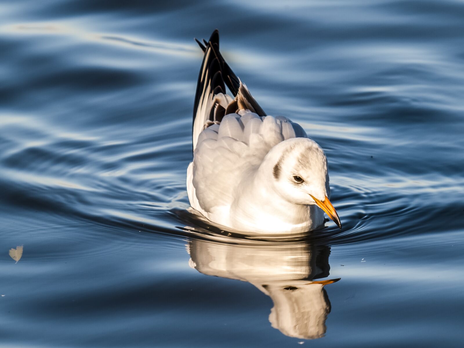 Olympus E-3 sample photo. Seagull, black headed gull photography