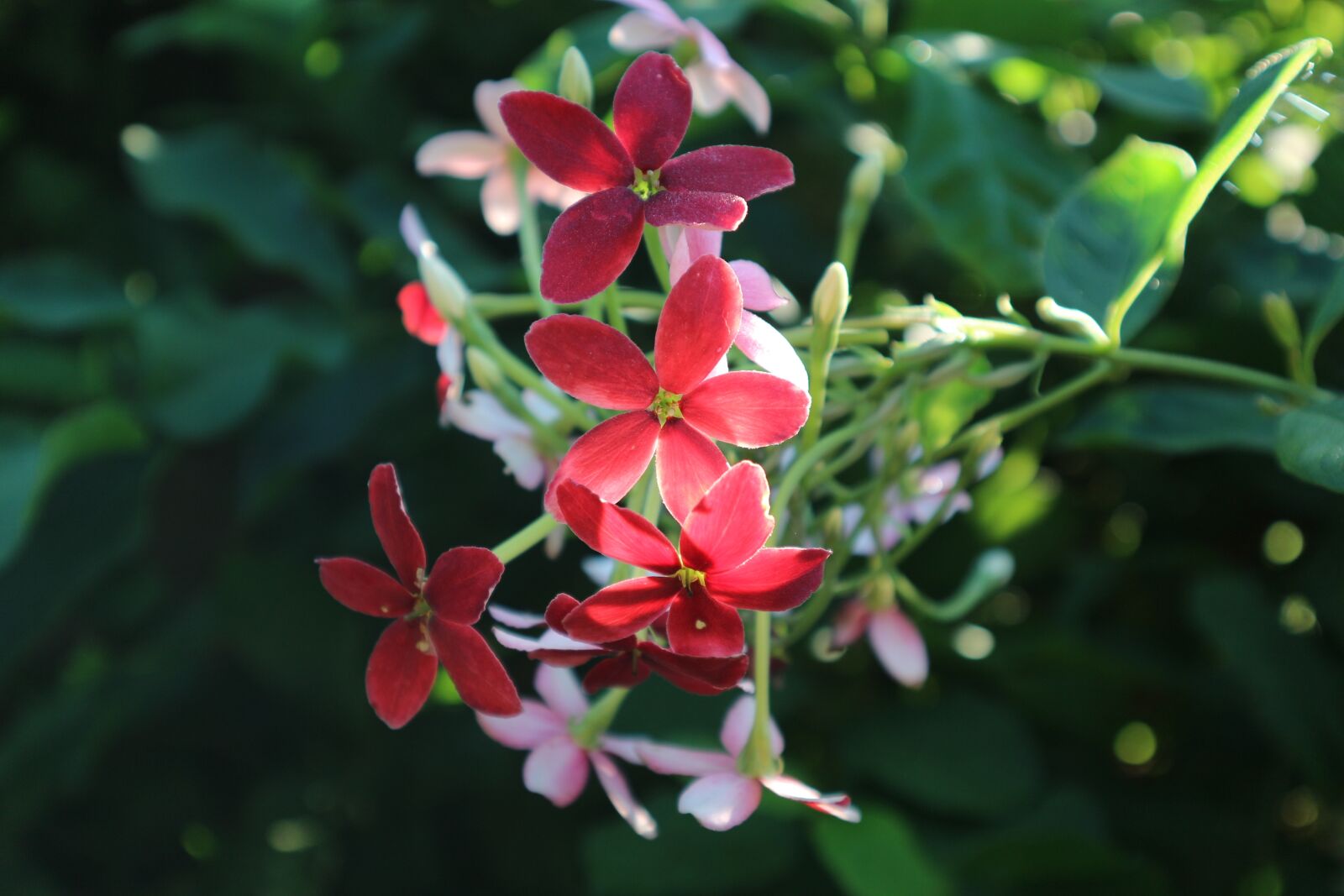 Canon EOS M10 sample photo. Flowers, pink, the pink photography