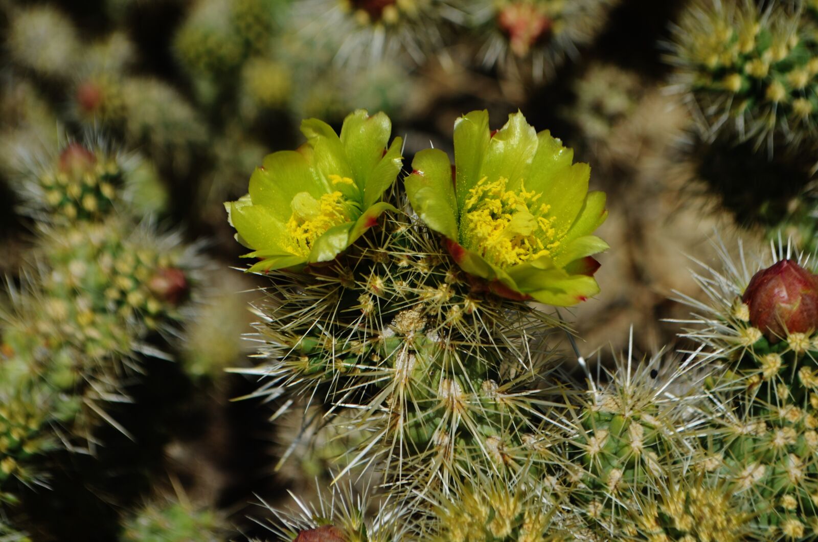 Nikon D5100 sample photo. Cactus, flowers, california photography