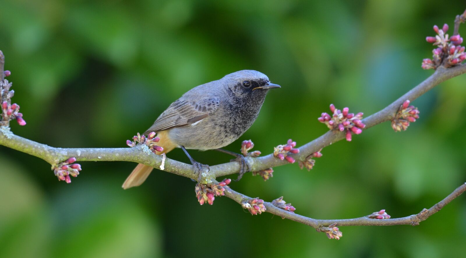 Nikon D5100 sample photo. Nature, oiseau, rouge-queue photography