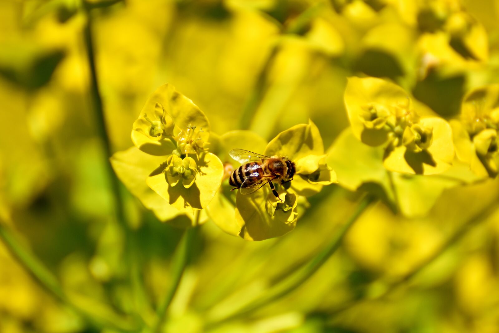 Nikon D7200 sample photo. Flowers, summer, yellow photography