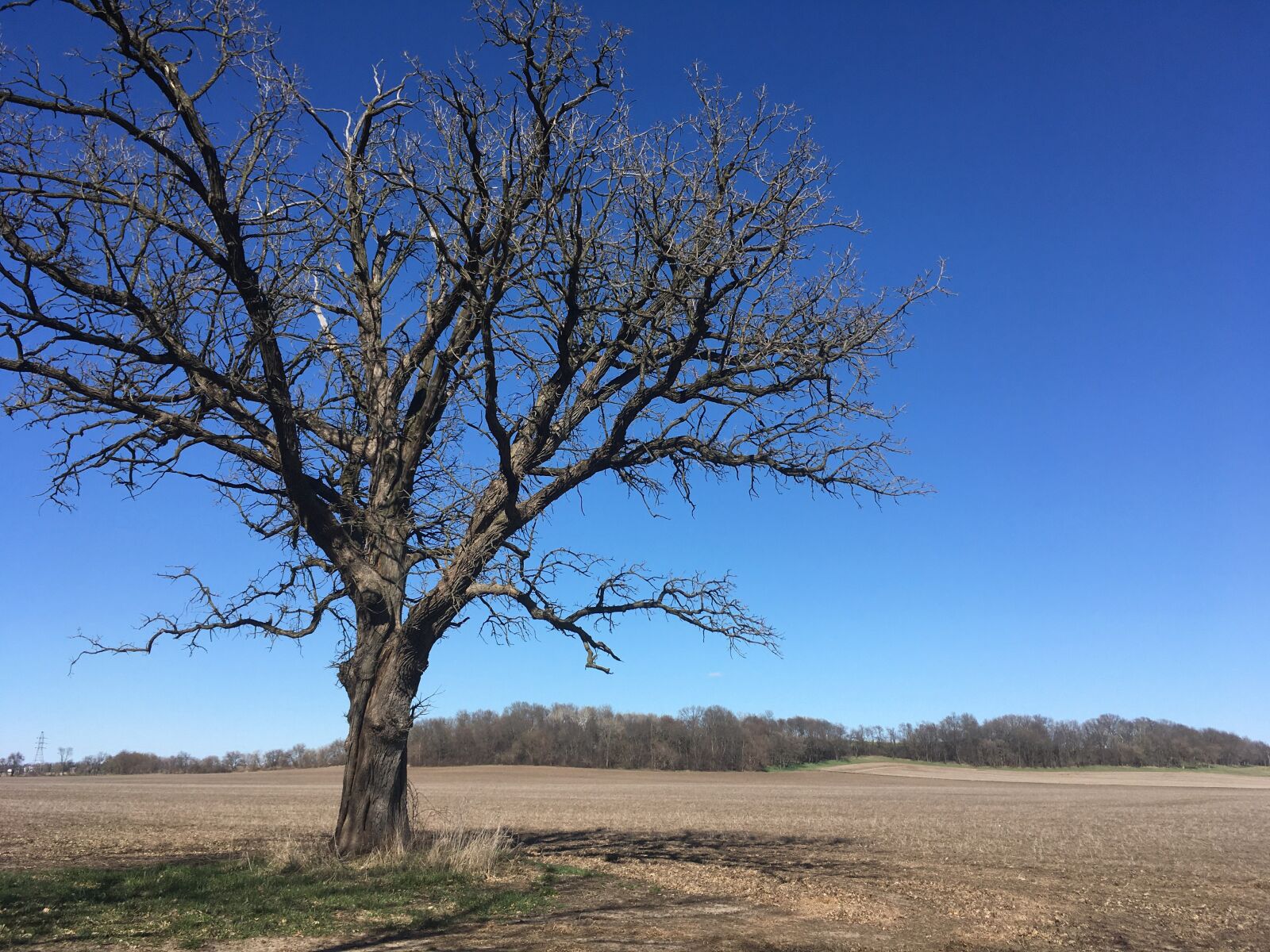 iPhone SE back camera 4.15mm f/2.2 sample photo. Wisconsin, tree, farm photography