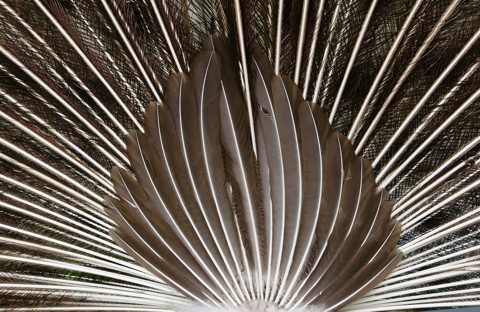 Sony Alpha DSLR-A580 + DT 18-270mm F3.5-6.3 sample photo. Peacock, tail feathers, close photography