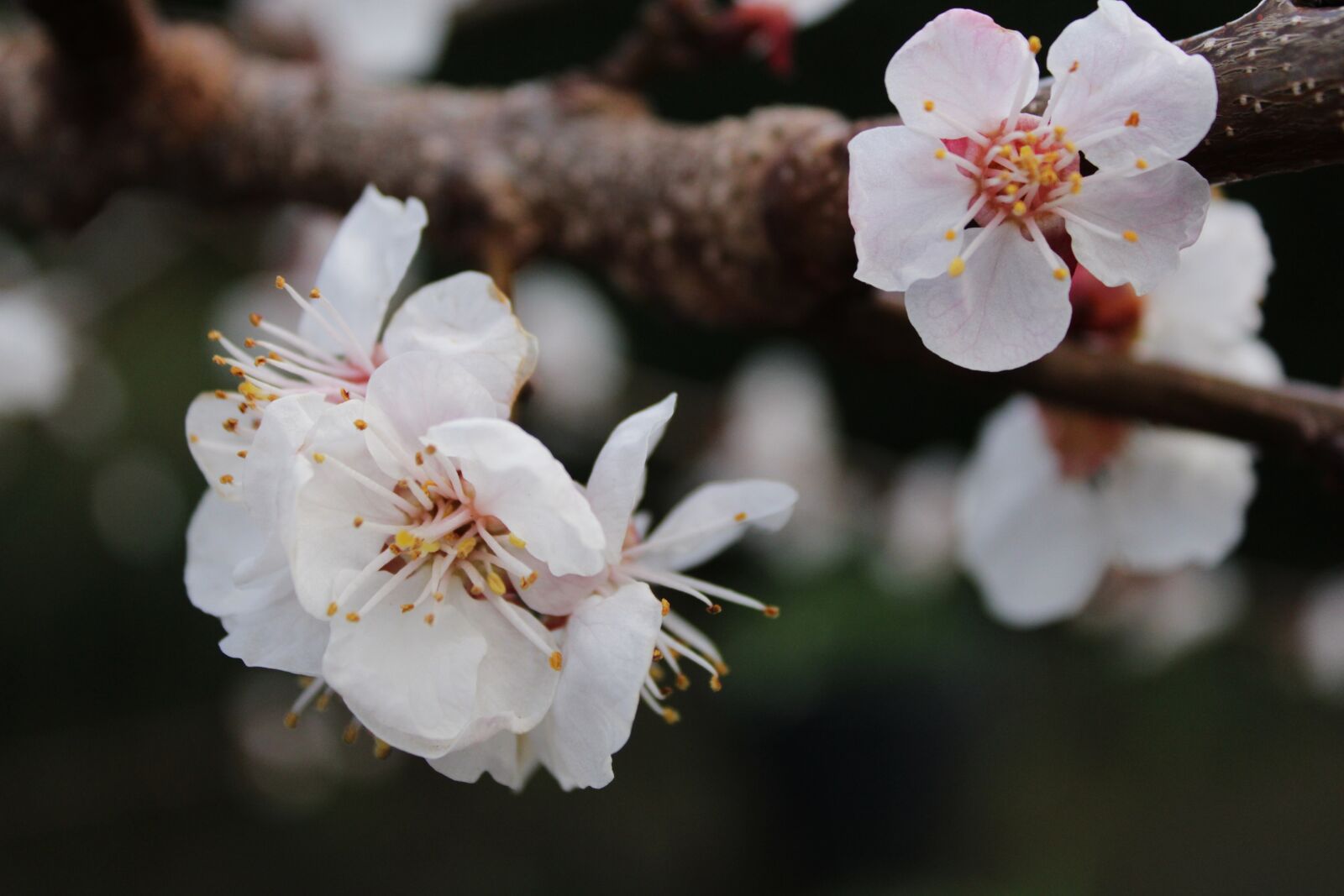 Canon EOS 2000D (EOS Rebel T7 / EOS Kiss X90 / EOS 1500D) sample photo. Apricot tree, flowers, fruit photography