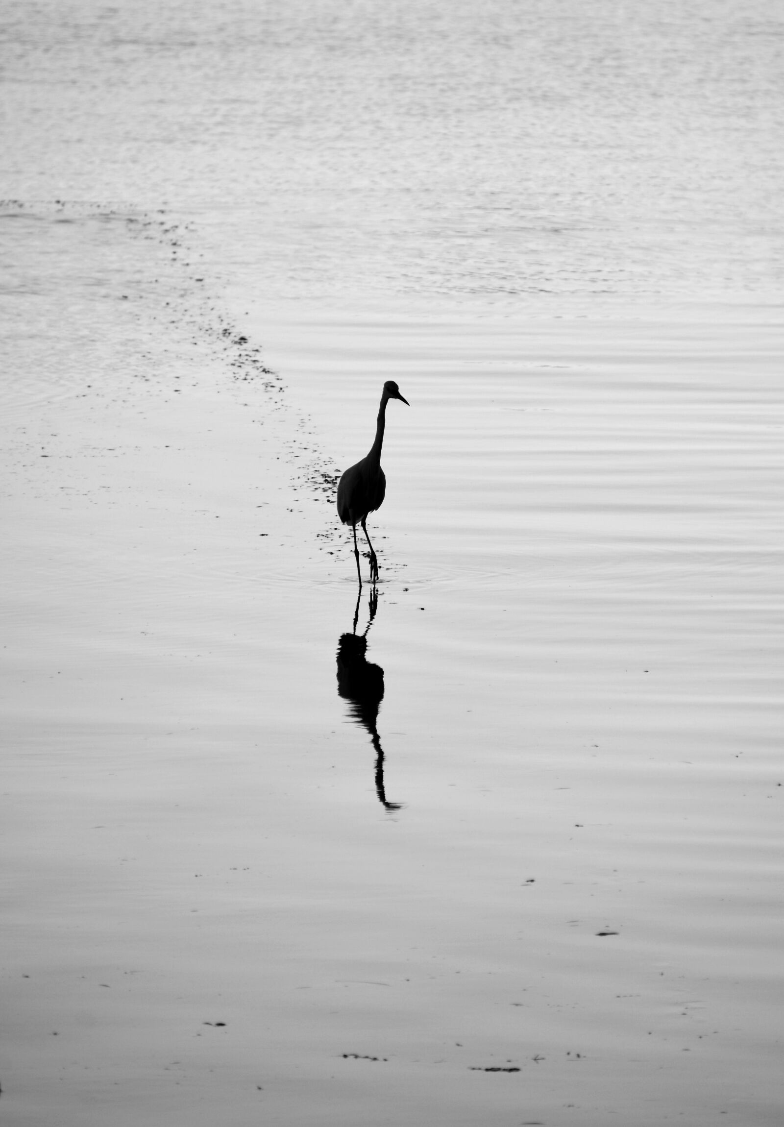 Nikon D7000 sample photo. Water bird, heron, bird photography