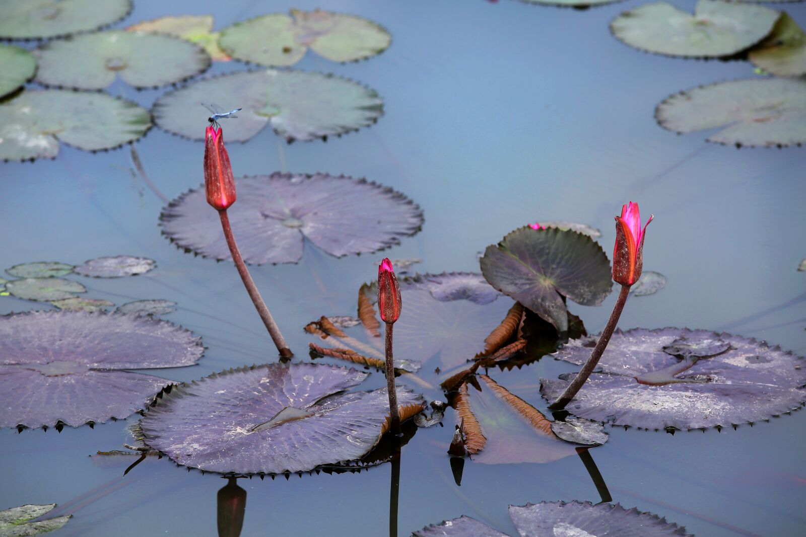 Canon EOS 5D Mark III sample photo. Flowers, plants, lotus photography