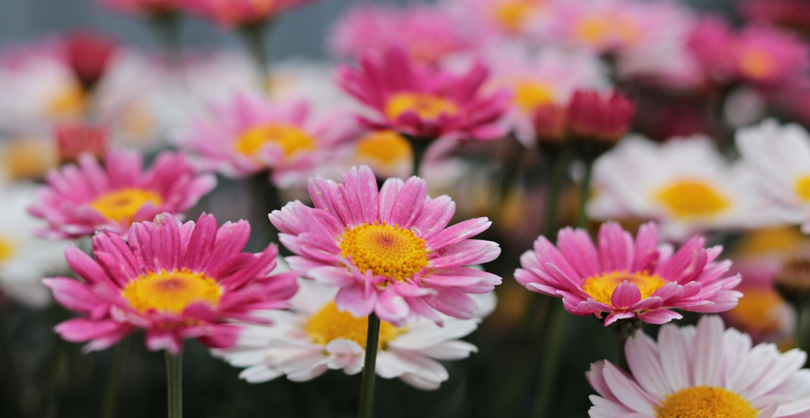 Canon EOS 80D + Canon EF 50mm F1.8 STM sample photo. Flowers, daisies, nature photography