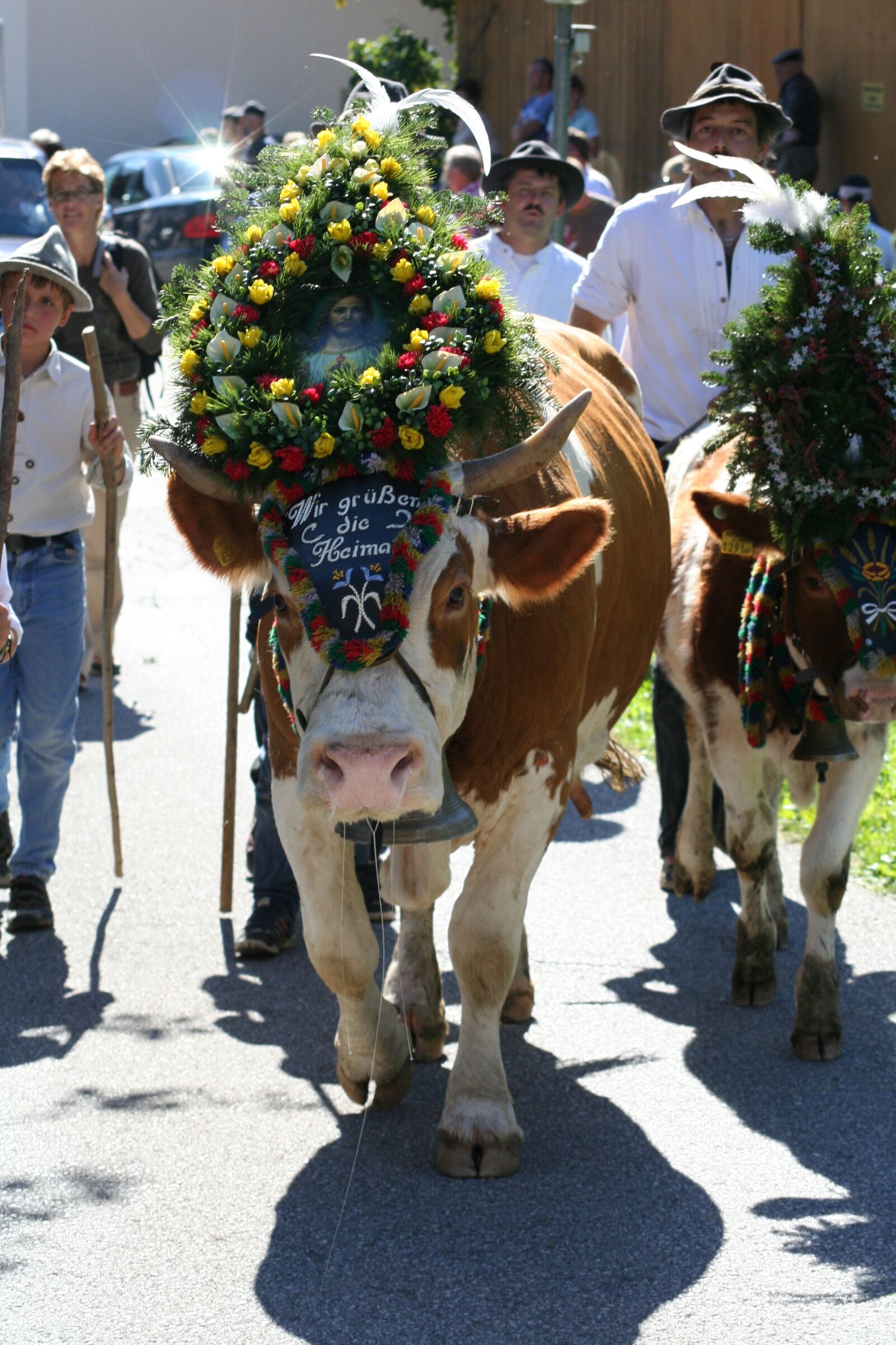 Canon EOS 350D (EOS Digital Rebel XT / EOS Kiss Digital N) sample photo. Cow, beef, almabtrieb photography