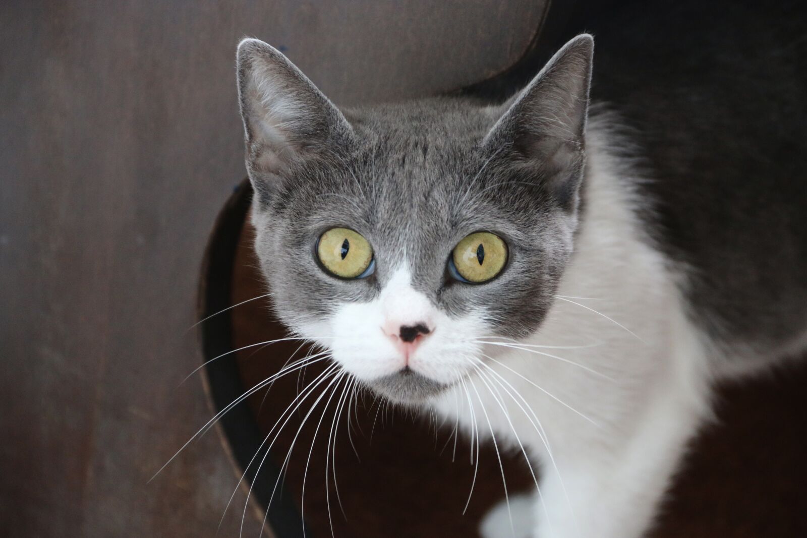 Canon EF-S 18-135mm F3.5-5.6 IS sample photo. Cat, animal, animal portrait photography