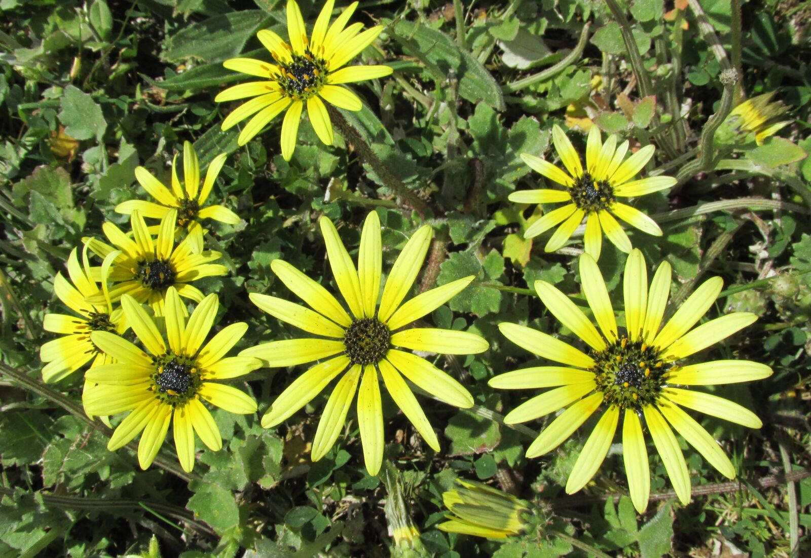 Canon PowerShot SX170 IS sample photo. Yellow, flower, daisy photography