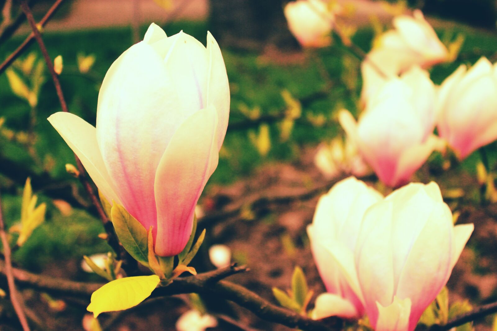 Canon EOS 600D (Rebel EOS T3i / EOS Kiss X5) sample photo. Flower, spring, spring flower photography
