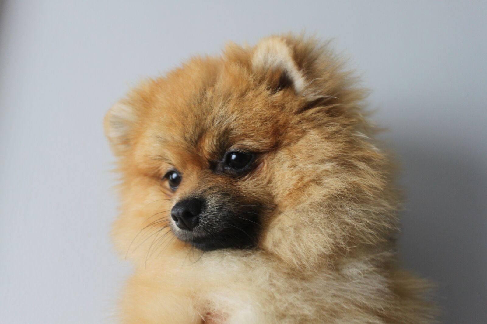 Canon EOS 500D (EOS Rebel T1i / EOS Kiss X3) sample photo. Pomerannian, spitz iniaturowy, dog photography