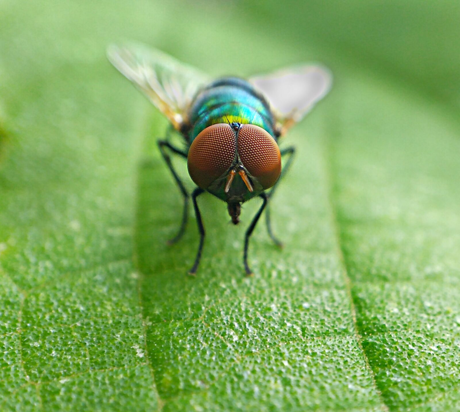 Xiaomi Redmi Note 3 sample photo. Housefly, macro, insect photography