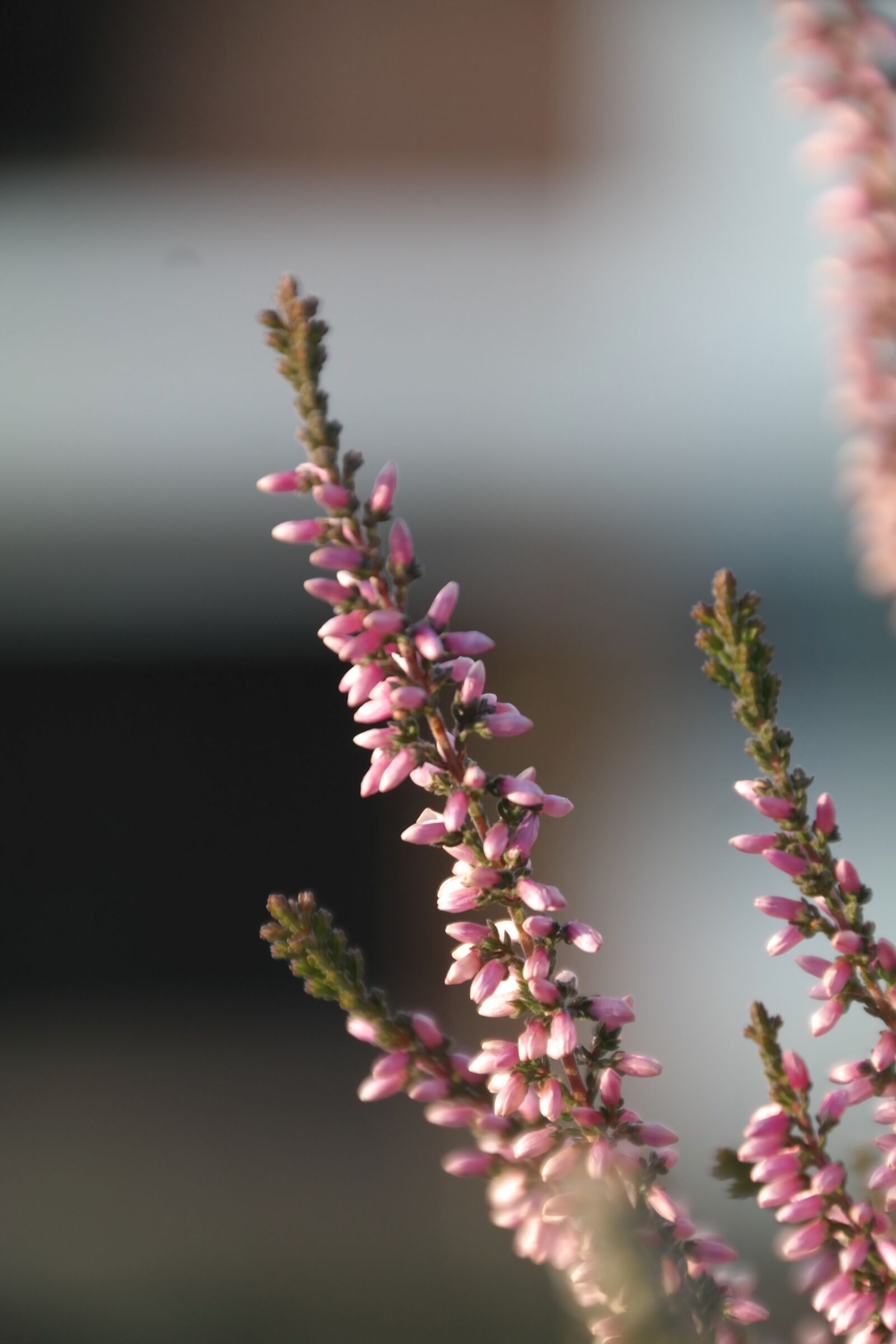 Samsung NX300 sample photo. Heide, flower, pink photography