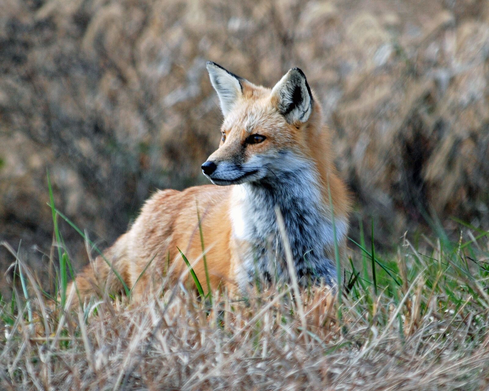 Nikon D80 sample photo. Red, fox, animal photography