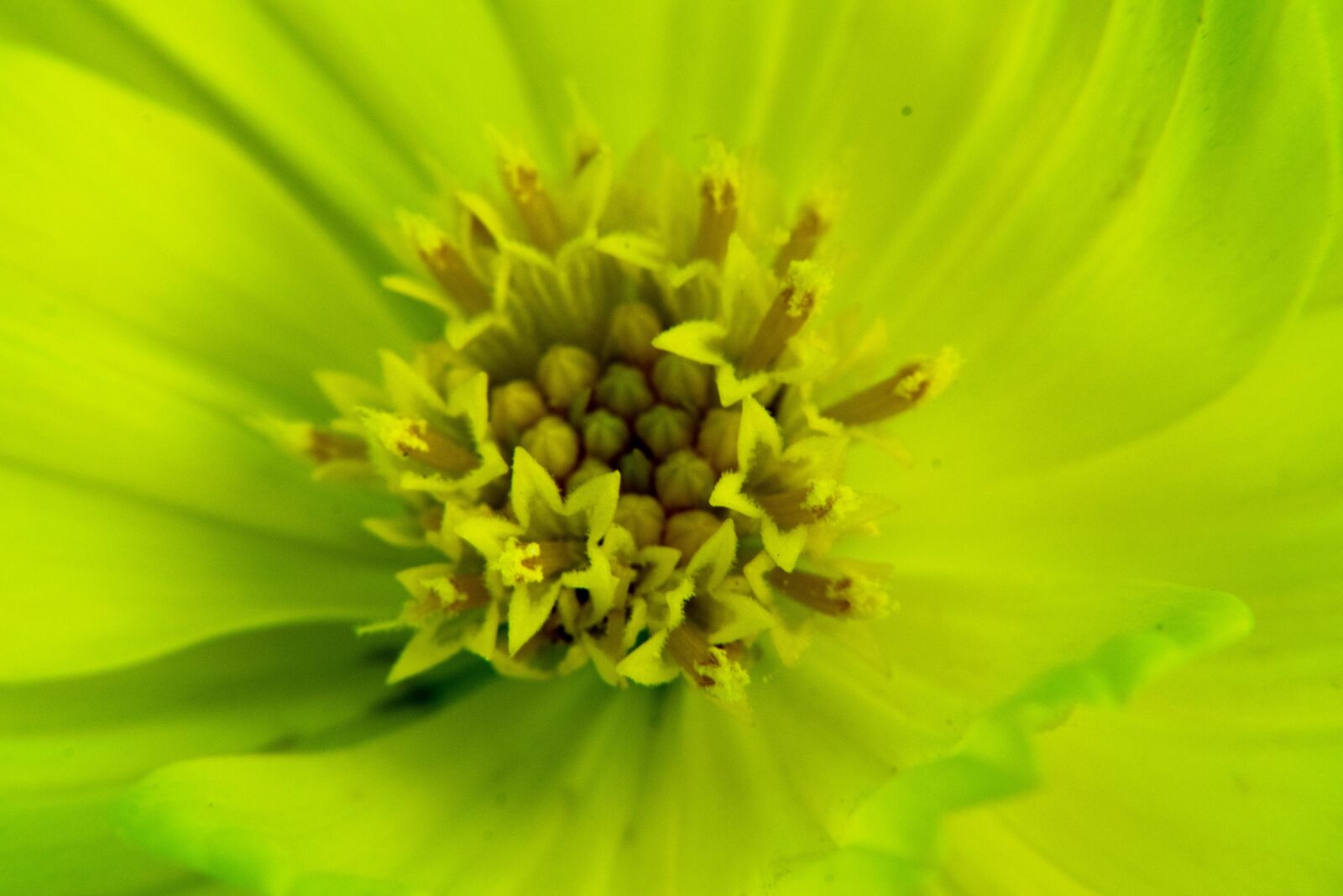 Nikon D3300 sample photo. Background, macro, websites photography